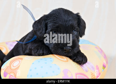 Chiot Schnauzer nain coussin allongé sur Saint Banque D'Images