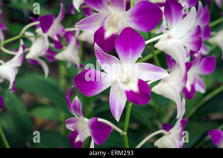 Bright colorful fleurs d'orchidées dans le jardin Botanique de Singapour avec l'accent sur l'une centrale Banque D'Images