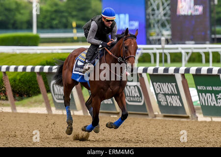 Elmont, New York, USA. 4 juin, 2015. 4 juin 2015 : American Pharoah, formés par Bob Baffert, exercices en prévision de la 147e exécution de la Belmont Stakes à Elmont, New York. John Voorhees/ESW/CSM/Alamy Live News Banque D'Images