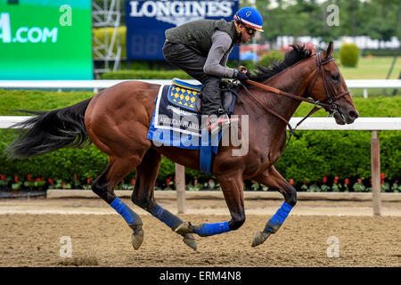 Elmont, New York, USA. 4 juin, 2015. 4 juin 2015 : American Pharoah, formés par Bob Baffert, exercices en prévision de la 147e exécution de la Belmont Stakes à Elmont, New York. John Voorhees/ESW/CSM/Alamy Live News Banque D'Images