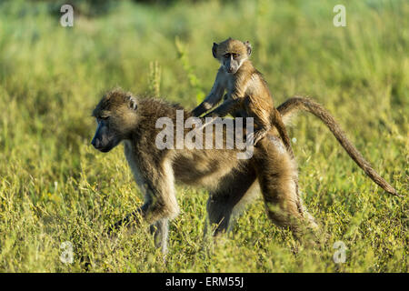 L'Afrique, Botswana, Chobe National Park, le babouin Chacma (Papio ursinus) porte bébé sur le dos tout en marchant à travers un écrin Banque D'Images