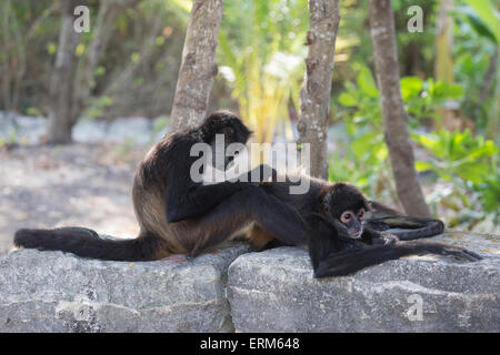 Les singes araignées de Geoffroy (Ateles geoffroyi), alias Black-gaud Spider Monkeys toilettage sur un vieux mur de pierre dans la péninsule du Yucatan, Mexique Banque D'Images