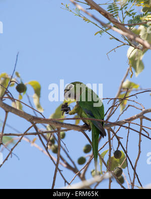 Le parakeet à gorge olive (Eupsittula nana) se nourrissant d'une graine dans l'arbre Banque D'Images