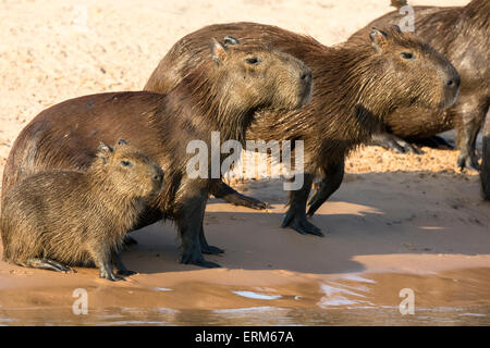 Famille de capybaras sauvages, Hydrochaeris hydrochaeris, dans le Pantanal, Brésil, Amérique du Sud Banque D'Images