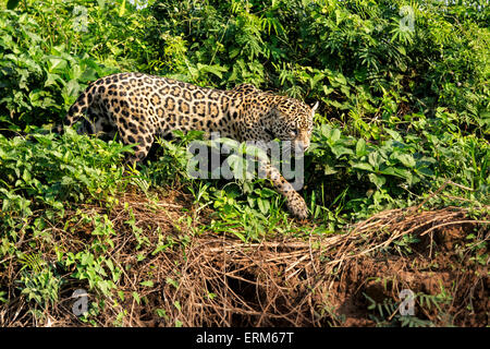 Vue latérale d'une Jaguar femelle, Panthera onca, chasse le long d'une rivière dans le Pantanal, Mato Grosso, Brésil, Amérique du Sud Banque D'Images