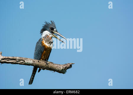 Ringed Kingfisher Megaceryle torquata,, perché sur une branche dans le Pantanal, Mato Grosso, Brésil, Amérique du Sud Banque D'Images