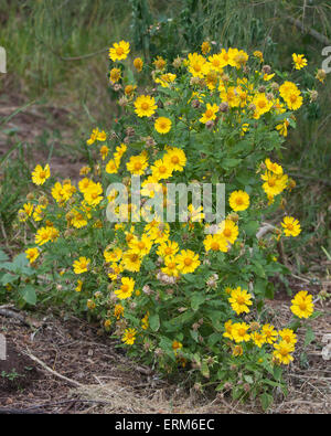 Fleurs de corbeau doré (Verbesina encelioides) Banque D'Images
