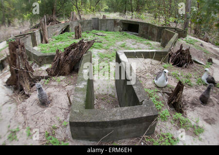 Embrasure de cinq pouces utilisé dans la bataille de Midway en 1942 PENDANT LA SECONDE GUERRE MONDIALE Banque D'Images