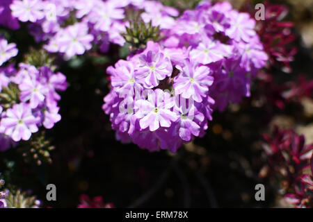 Close-up of striped white et lilas fleurs de verveine Banque D'Images