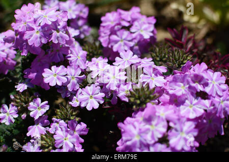 Mauve et blanc à rayures délicates fleurs de verveine Banque D'Images