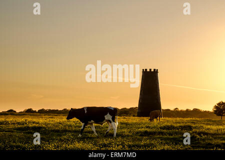 Le pâturage du bétail au coucher du soleil sur Beverley Westwood avec moulin noir en arrière-plan. Banque D'Images