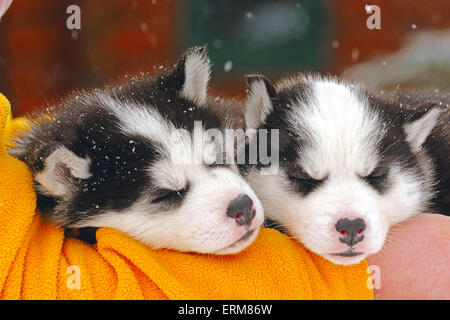 Deux chiots Husky de Sibérie, dormant dans le bras de manutention Banque D'Images