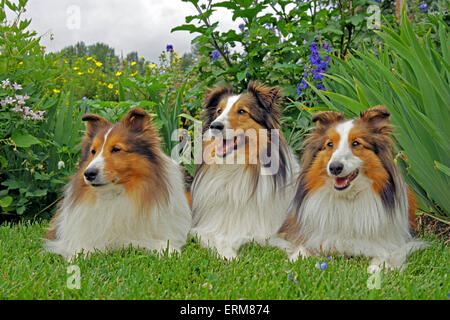 Shetland Sheepdog, trois animaux ensemble dans le jardin Banque D'Images