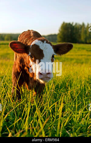 Veau vache Angus Hereford cross standing in meadow, vue vers la caméra Banque D'Images