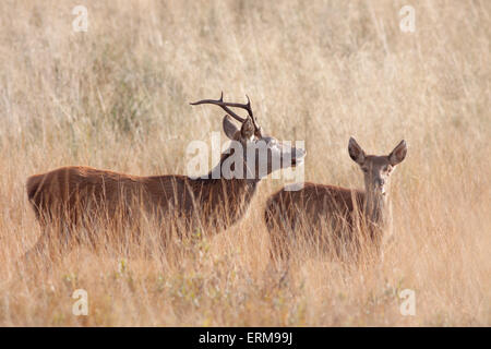 Red Deer (Cervus elaphus) stag et hind, Mull, Ecosse, Royaume-Uni Banque D'Images