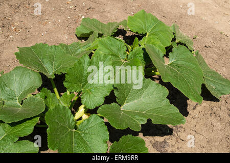 Les jeunes de plus en plus de courgette dans le jardin Banque D'Images