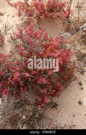 Mer-blite arbustives ou d'un alcali, Seepweed, Suaeda vera, Amaranthaceae. Plante résistante sel, Corralejo, Fuerteventura, Canaries NP. Banque D'Images