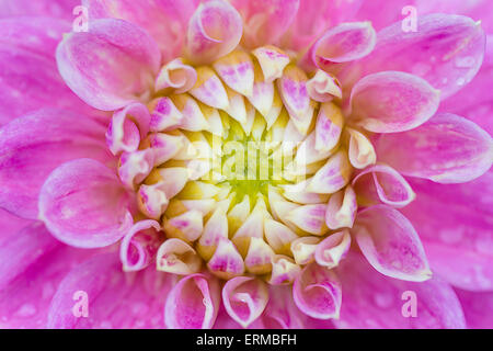 Close up photo d'un dahlia rose. Banque D'Images