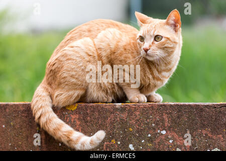 Jeune chat qui pose pour la photo Banque D'Images