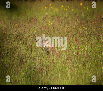 Bewl Water, Ticehurst, East Sussex, Royaume-Uni.4 juin 2015.Fox dans le domaine des fleurs sauvages lors d'une soirée ensoleillée. Banque D'Images