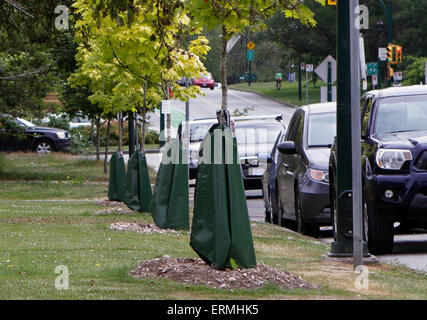 Vancouver, Canada. 4 juin, 2015. Arbres installé avec de l'eau sacs sont vus le long de la rue à Vancouver, Canada, 4 juin 2015. En prévision d'un été chaud, sec, Vancouver a été l'essai des sacs d'eau à libération lente autour de la base des arbres nouvellement plantés autour de la communauté. Les résidents sont invités à contribuer en remplissant ces sacs avec de l'eau régulièrement en face de leur maison pour aider l'environnement urbain. © Liang sen/Xinhua/Alamy Live News Banque D'Images