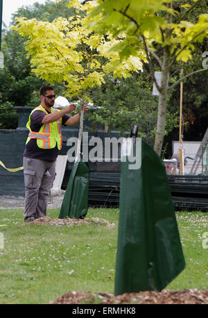 Vancouver, Canada. 4 juin, 2015. Un travailleur installe les sacs d'eau sur la base de l'treess le long de la rue à Vancouver, Canada, 4 juin 2015. En prévision d'un été chaud, sec, Vancouver a été l'essai des sacs d'eau à libération lente autour de la base des arbres nouvellement plantés autour de la communauté. Les résidents sont invités à contribuer en remplissant ces sacs avec de l'eau régulièrement en face de leur maison pour aider l'environnement urbain. © Liang sen/Xinhua/Alamy Live News Banque D'Images