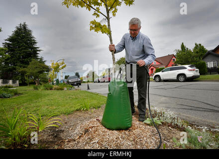 Vancouver, Canada. 4 juin, 2015. Un résident vérifie le sac de l'eau d'un arbre le long de la rue à Vancouver, Canada, 4 juin 2015. En prévision d'un été chaud, sec, Vancouver a été l'essai des sacs d'eau à libération lente autour de la base des arbres nouvellement plantés autour de la communauté. Les résidents sont invités à contribuer en remplissant ces sacs avec de l'eau régulièrement en face de leur maison pour aider l'environnement urbain. © Liang sen/Xinhua/Alamy Live News Banque D'Images