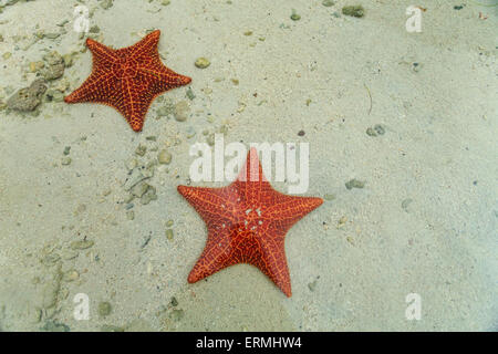 2 Affichage des étoiles de belle couleur rouge et de conception sur le sable blanc dans les eaux tropicales peu profondes Banque D'Images