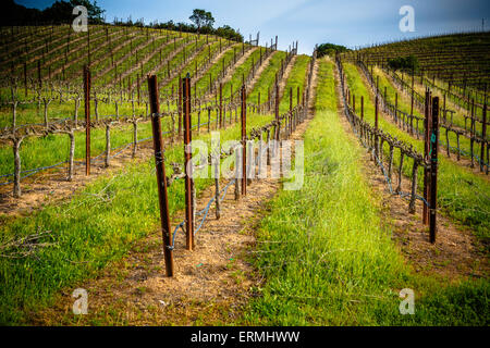 Des lignes droites de plus en plus de la vigne au soleil sur des collines à Sonoma en Californie Banque D'Images