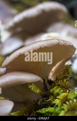 Champignons sauvages, Mt. Tamalpais State Park Banque D'Images