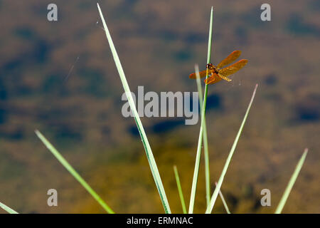 Sao Paulo, Brésil. 4 juin, 2015. Dragonfly (Perithemis sp.) est vu dans le Nymphæa Lake Lago Ninfeias (das) de cette journée ensoleillée au Jardin botanique (Jardim Botanico) de Sao Paulo lors de Corpus Christi à Sao Paulo, Brésil. Credit : Andre M. Chang/ARDUOPRESS/Alamy Live News Banque D'Images