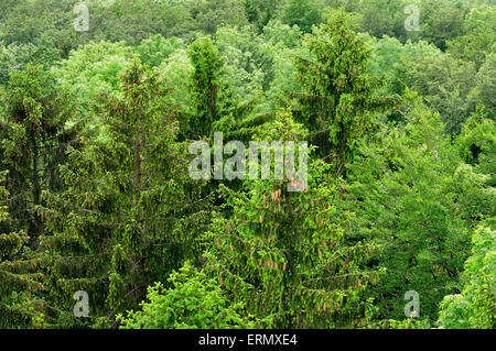 Vue aérienne d'une forêt mixte, Epicéa (Picea abies), Hêtre (Fagus sylvatica) et le merisier (Prunus avium), Bade-Wurtemberg Banque D'Images