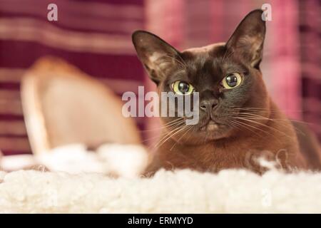 Chat femelle Burmese brun assis sur un tapis blanc avec des rideaux rouges à l'arrière-plan Banque D'Images