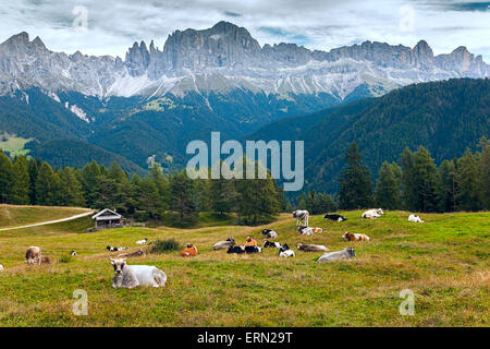 Vaches alpines sur meadow se reposer en face de la Rose Garden mountain group, niveaux,Pneus, Alto Adige, le Tyrol du Sud, Italie Banque D'Images