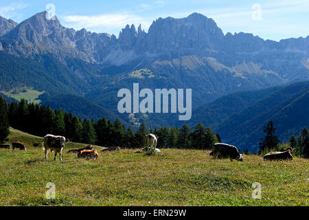 Vaches alpines sur meadow se reposer en face de la Rose Garden mountain group, niveaux,Pneus, Alto Adige, le Tyrol du Sud, Italie Banque D'Images