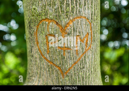 Lettre d'initiales gravées sur l'arbre des amoureux Banque D'Images