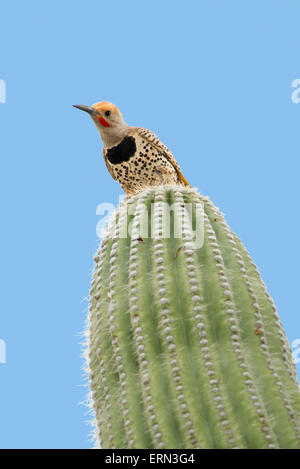 Scintillement doré Colaptes auratus Tucson, Pima Co., Arizona, United States 4 mâles adultes Juin à nid de Saguaro Cactus. Banque D'Images