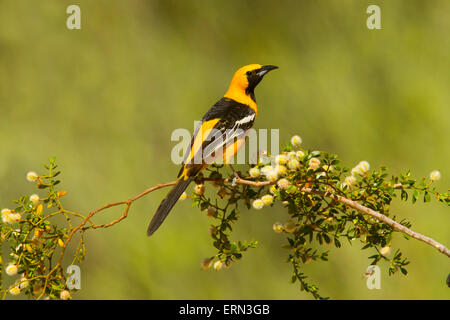 L'Oriole à capuchon Icterus cucullatus Tucson, Arizona, United States 3 mâles adultes juin Icteridae Banque D'Images