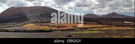 Paysage de Lanzarote. Vignobles dans la lave. La Geria, Lanzarote, îles Canaries. L'Espagne. Banque D'Images