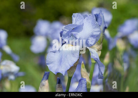 Tall Bearded Iris Jane fleur Philips Banque D'Images