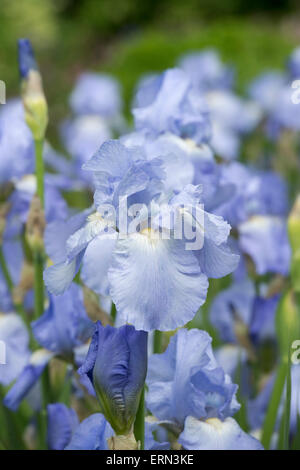 Tall Bearded Iris Jane fleur Philips Banque D'Images