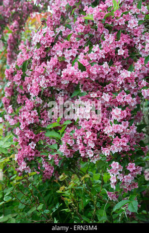 Weigela florida 'Foliis Purpureis' . Weigela pourpre floraison Banque D'Images