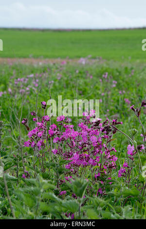 Red campion fleurs dans un champ arable marge le long du bord d'un champ de blé dans la région des Cotswolds. L'Angleterre Banque D'Images