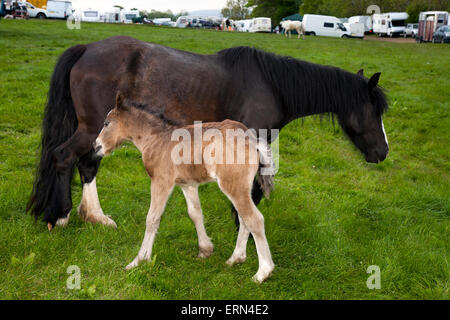 Appleby, Cumbria, Royaume-Uni. 5 juin, 2015. L'Appleby Horse Fair de Cumbria. La foire est un rassemblement annuel de Tsiganes et Voyageurs qui a lieu sur la première semaine de juin, et n'a eu lieu depuis le règne de Jacques II, qui ont accordé une charte royale en 1685 permettant à un cheval juste 'près de la rivière Eden', et est le plus grand rassemblement du genre en Europe. Credit : Mar Photographics/Alamy Live News Banque D'Images