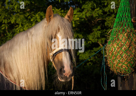 Appleby, Cumbria, Royaume-Uni. 5 juin, 2015. Cheval Palomino s/n à l'Appleby Horse Fair de Cumbria. La foire est un rassemblement annuel de Tsiganes et Voyageurs qui a lieu sur la première semaine de juin, et n'a eu lieu depuis le règne de Jacques II, qui ont accordé une charte royale en 1685 permettant à un cheval juste 'près de la rivière Eden', et est le plus grand rassemblement du genre en Europe. Credit : Mar Photographics/Alamy Live News Banque D'Images