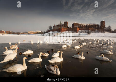 Château du Wawel - Monument de Cracovie - Cracovie dans un paysage d'hiver avec des cygnes - Polsih célèbre monument national - Vistule Banque D'Images