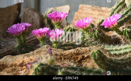 Olomouc, République tchèque. 5 juin, 2015. Espèces de cactus Echinocereus fleurit du Flora Olomouc parc des expositions en Olomouc, République tchèque, le 5 juin 2015. © Ludek Perina/CTK Photo/Alamy Live News Banque D'Images