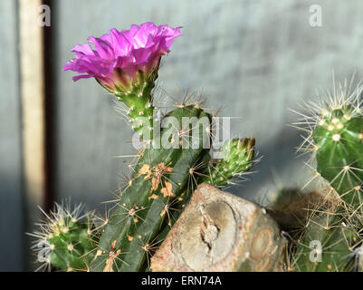 Olomouc, République tchèque. 5 juin, 2015. Espèces de cactus Echinocereus fleurit du Flora Olomouc parc des expositions en Olomouc, République tchèque, le 5 juin 2015. © Ludek Perina/CTK Photo/Alamy Live News Banque D'Images