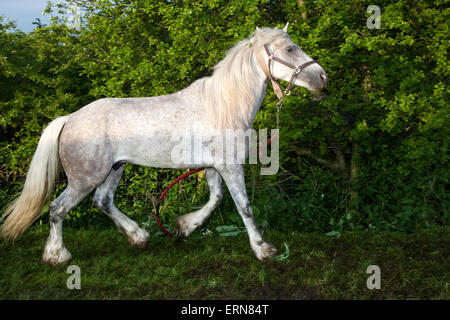 Appleby, Cumbria, Royaume-Uni. 5 juin, 2015. Frisky attaché au cheval Appleby Horse Fair de Cumbria. La foire est un rassemblement annuel de Tsiganes et Voyageurs qui a lieu sur la première semaine de juin, et n'a eu lieu depuis le règne de Jacques II, qui ont accordé une charte royale en 1685 permettant à un cheval juste 'près de la rivière Eden', et est le plus grand rassemblement du genre en Europe. Credit : Mar Photographics/Alamy Live News Banque D'Images