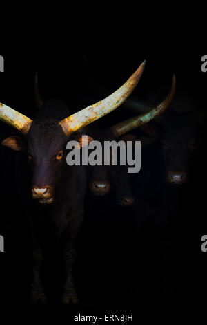 Ankole Watusi, Ankole-Watusi, longhorn (Bos taurus) vaches avec des cornes, looking at camera, Parc Naturel de Cabarceno, Cant Banque D'Images